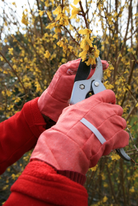 Fall Gardening Tips