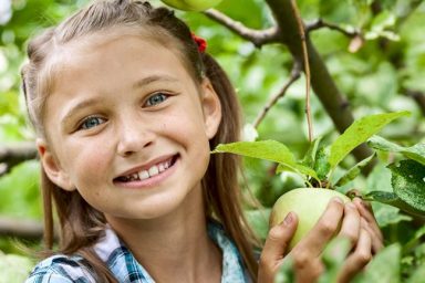 Apple Picking