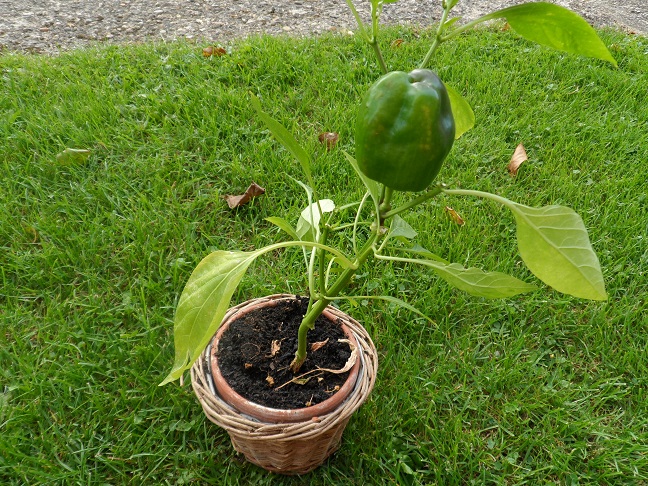 Peppers and Chilis