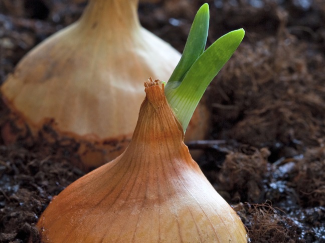 Growing Onions