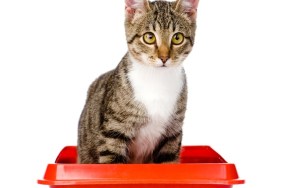 Cat Litter Box