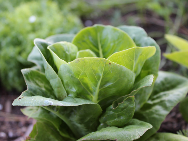 grow-your-own-lettuce