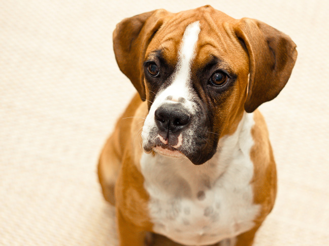 potty-training-dog