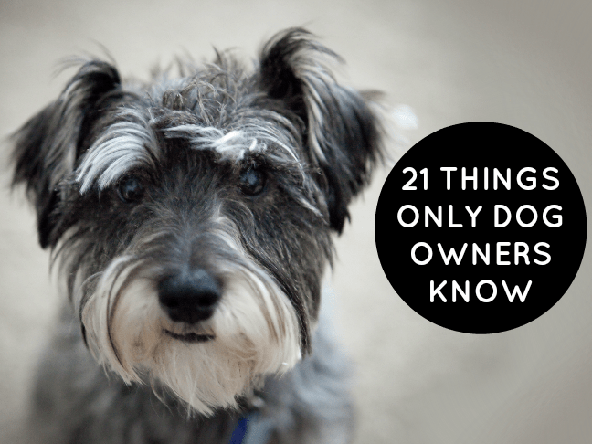 21 Things Only Dog Owners Know is a funny list all dog lovers can relate to on @ItsMomtastic