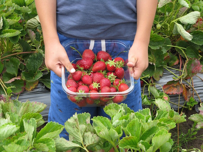 fruit picking