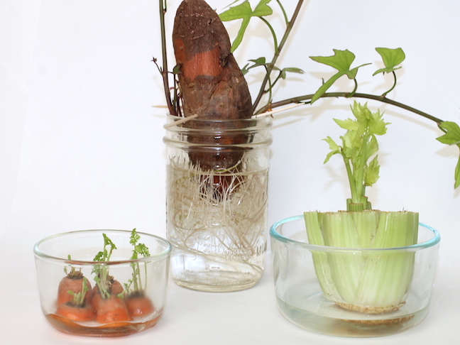 kitchen scrap garden in glass tupperware