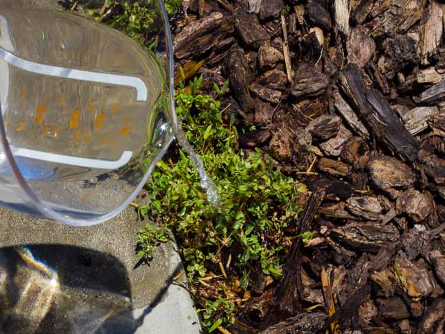 pouring boiling water on weeds