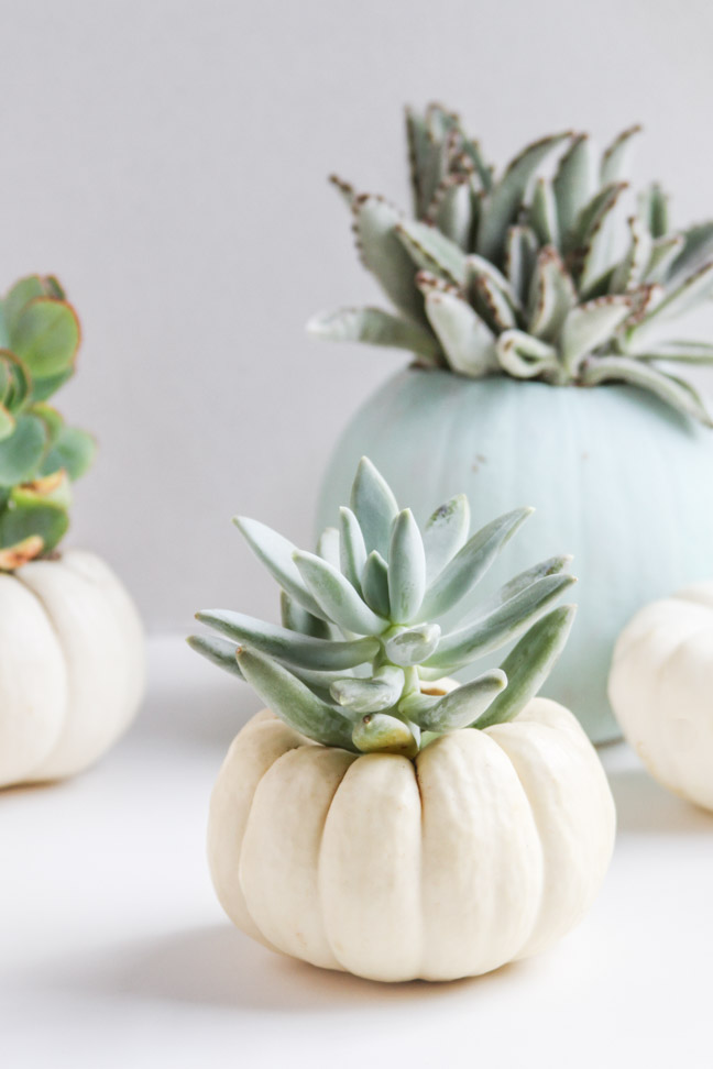 DIY Mini Pumpkin Planters