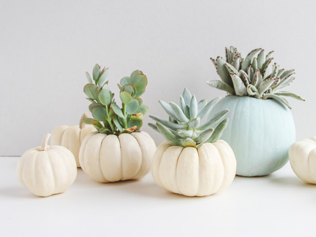 Mini Succulent Garden with Pumpkins