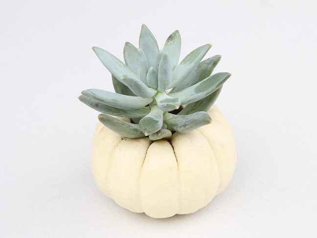 DIY Mini Pumpkin Planters