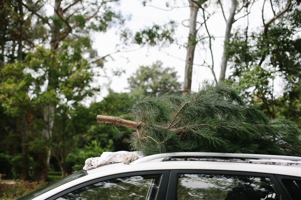 Real Christms tree vs fake Christmas tree