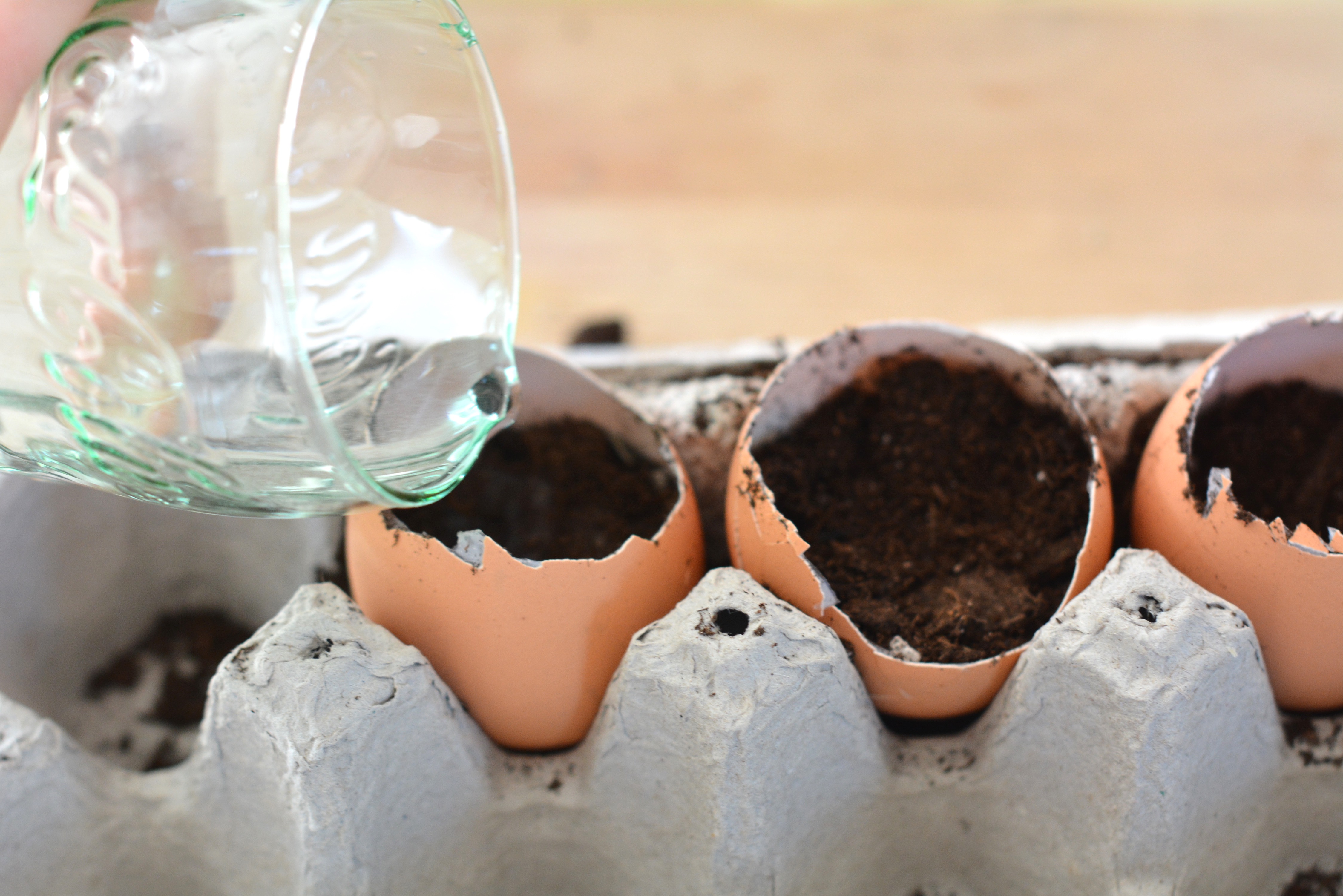 water glass soil eggshells