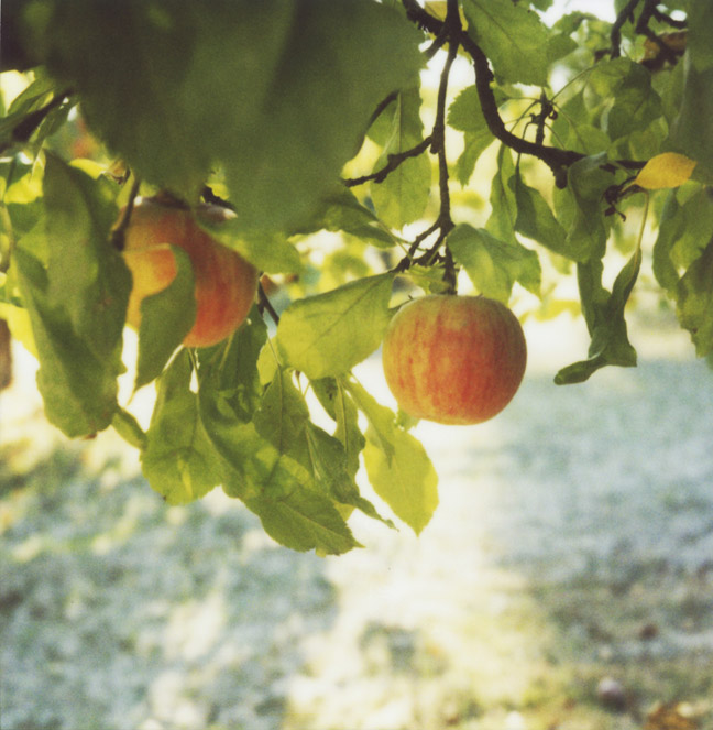 Apple orchard