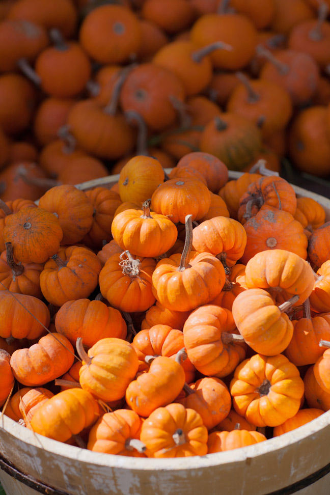 Allotment of mini pumpkins