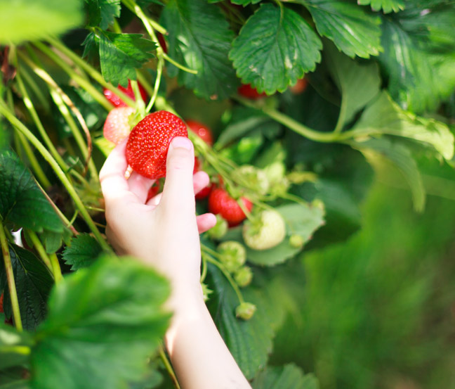 Picking strawberries