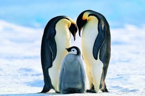 emperor penguins