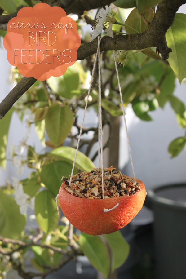 DIY bird feeder