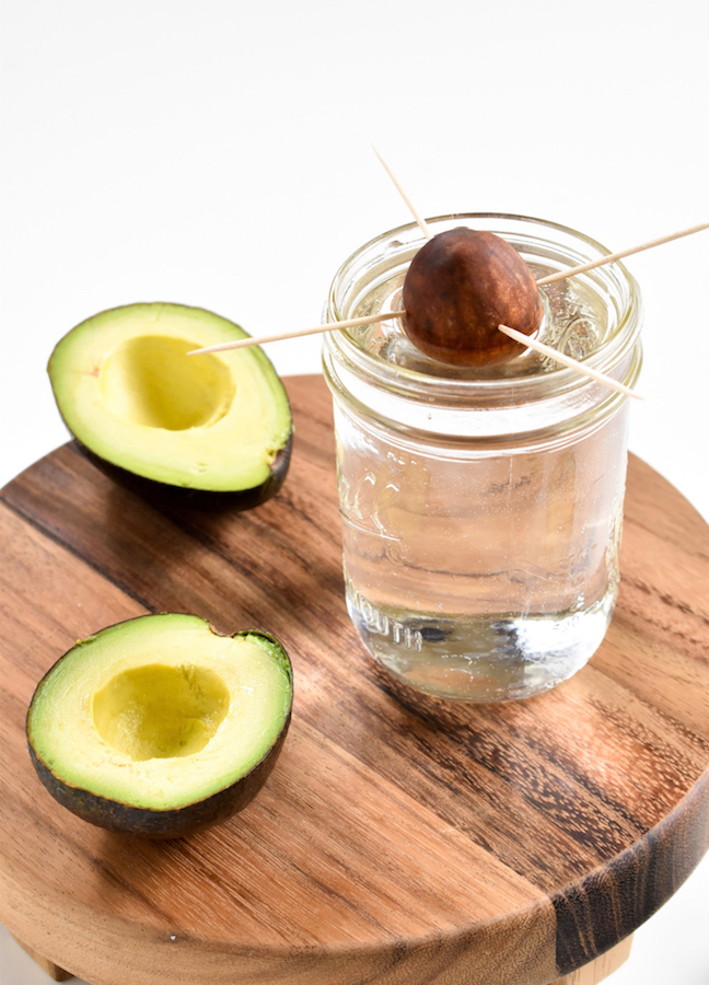 grow an avocado plant