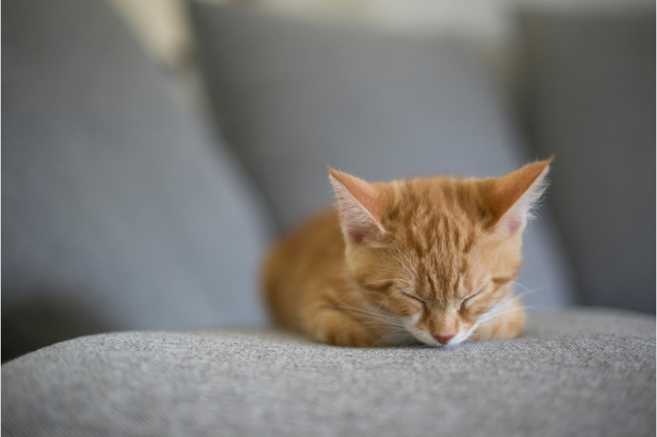 Ginger Kitten