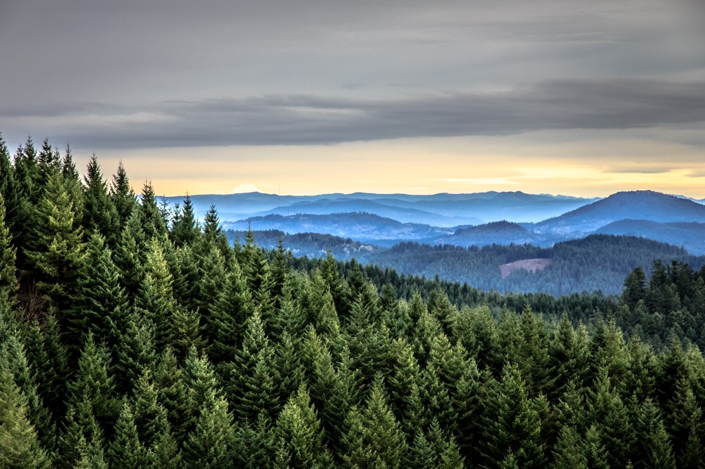 Oregon Forest