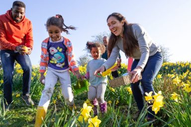 A multi-gen family walking through a field of daffodil flowers in Hexham, Northumberland. They are searching for eggs on an Easter egg hunt, they are holding their baskets to collect the eggs.