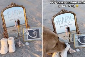 couple pregnancy announcement dog video