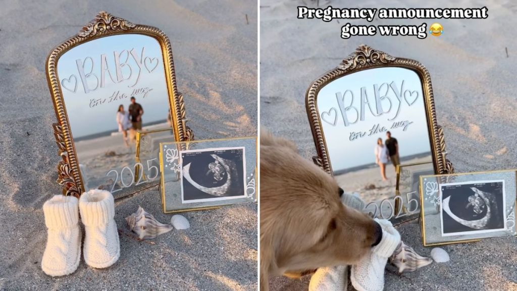 couple pregnancy announcement dog video