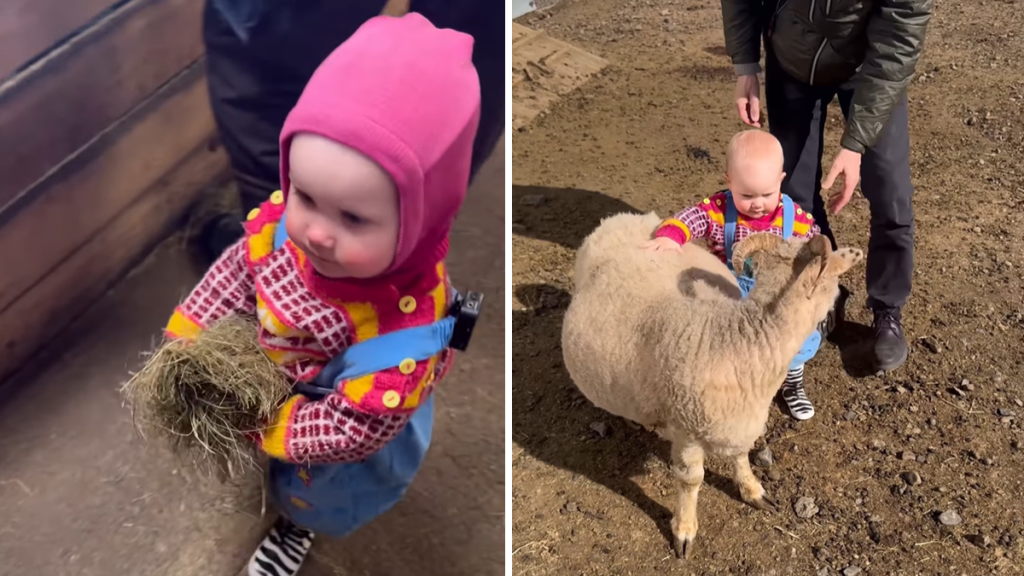 toddler sheephouse visit video