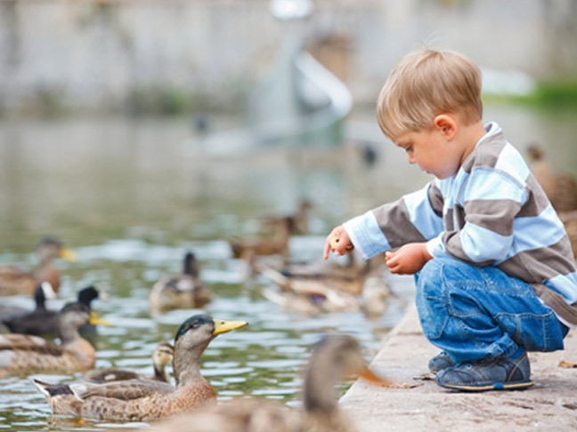 Feed ducks at a local pond