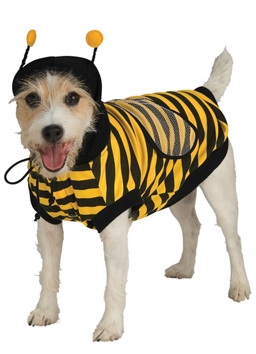 Buzzy Canine