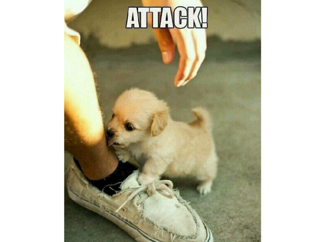 Attack Dog