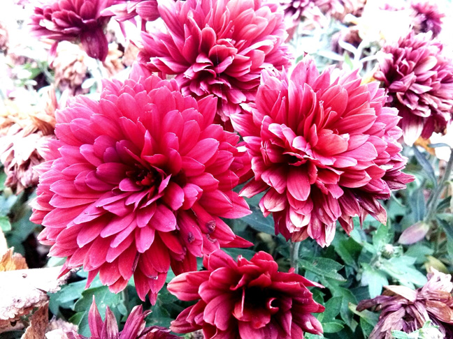 Dahlias