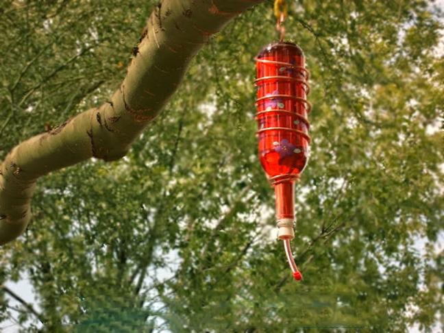 Feed the birds