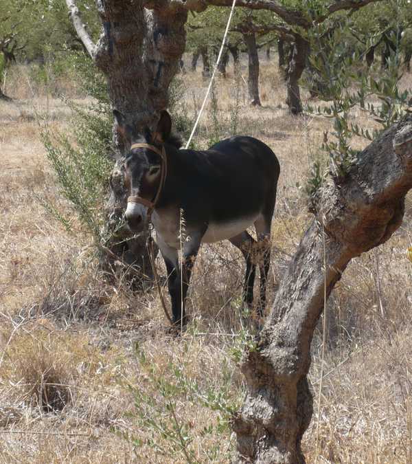 Elies Hotel, Peloponnese, Greece