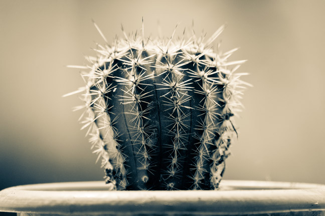 Cactus