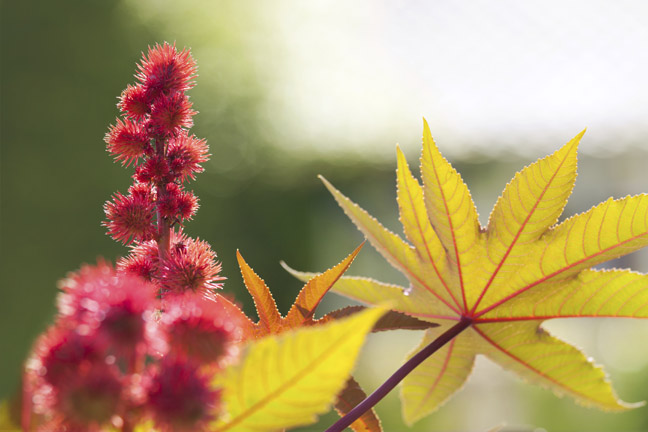 Castor Oil Plant