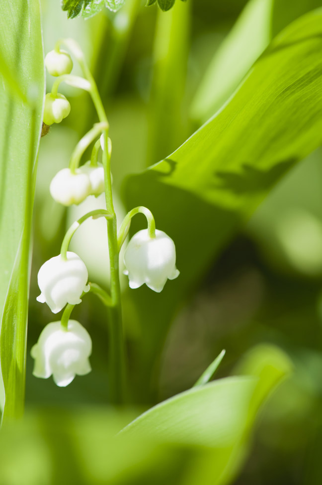 Lily of the Valley