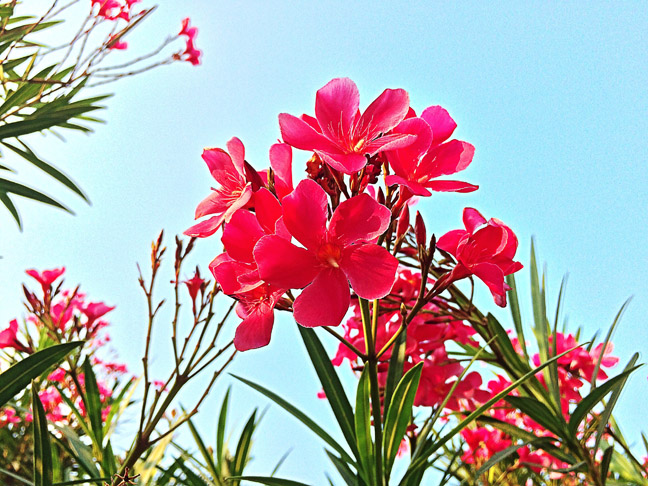 Oleander