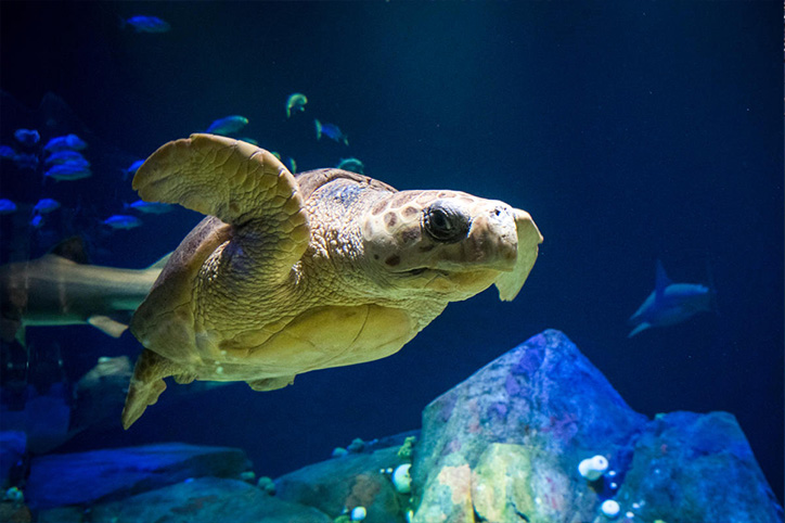 New York Aquarium (Brooklyn, NY)