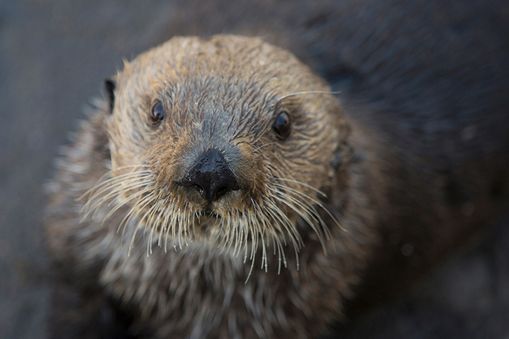 Oregoan Coast Aquarium (Newport, OR)