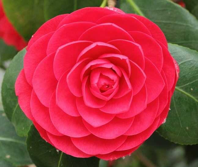 Camellia