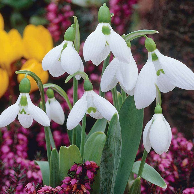 Giant Snowdrops